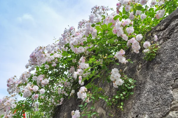 Wild rose flower