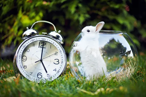 Rabbit in the aquarium