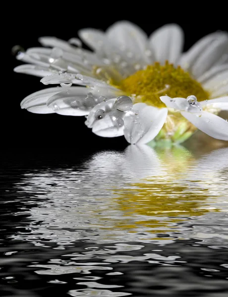 Daisy flower isolated on black background with water drops