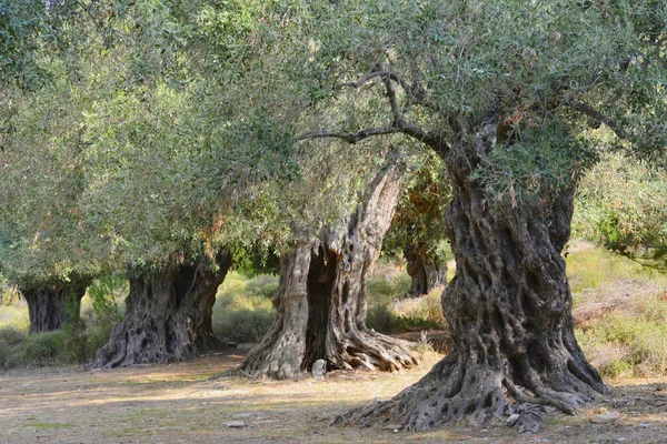 Ancient olive trees