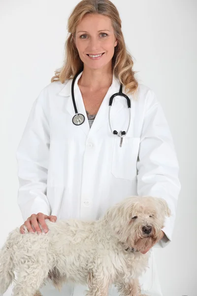 Vet and dog