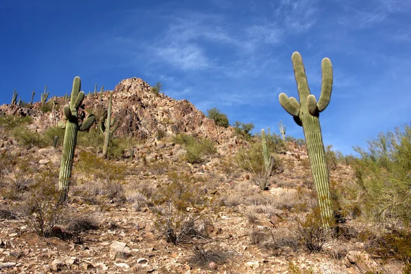 Saguaro Cactus in the Hills near Scottsdale