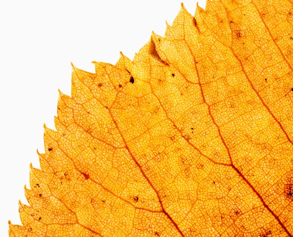 Edge of dry leaf close up