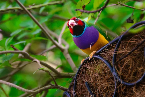 Colorful Gouldian Finch