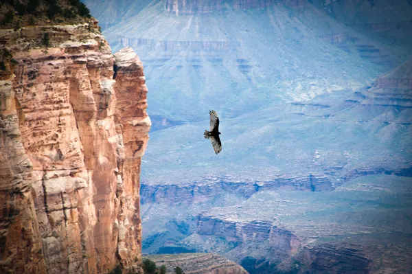 Bird flying over the grand canyon