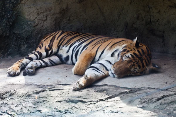 Bengal Tiger Sleep