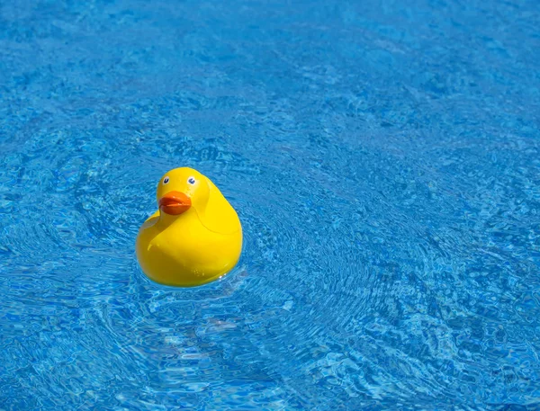 Yellow rubber duck in a pool