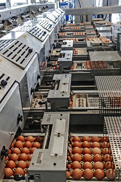 Egg packaging lines 2