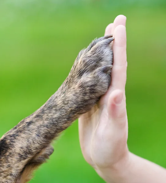 Friendship between human and dog - shaking hand and paw