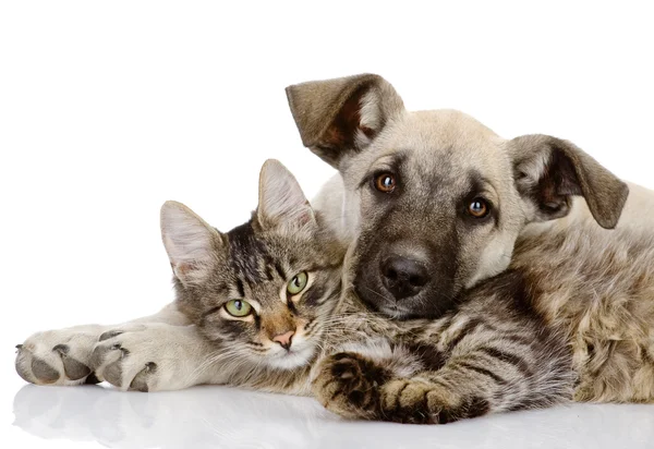 The dog and cat lie nearby. isolated on white background