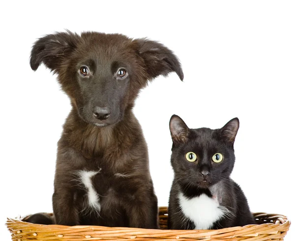 Cat and dog looking at camera