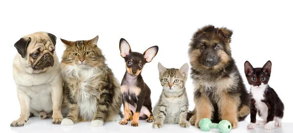 Group of cats and dogs in front. looking at camera. isolated on white background