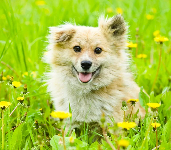 Happy mixed breed dog in flower field of yellow dandelions