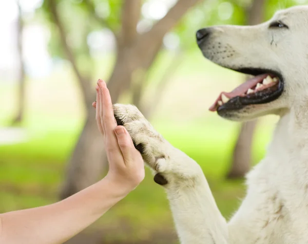 Give me five - Dog pressing his paw against a woman hand