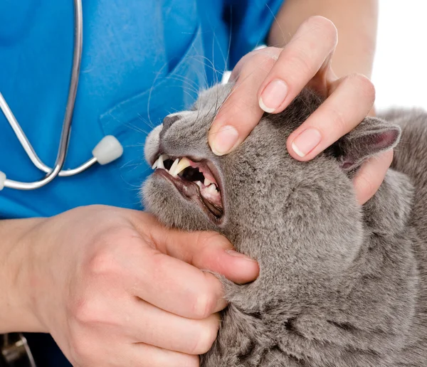 Veterinarian checks cat teeth