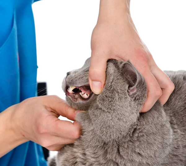 The veterinarian checks teeth to a cat