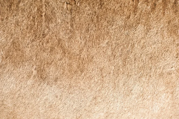 Lion Coat Closeup