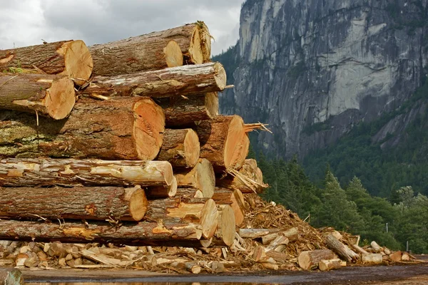Wood Logs Stock Pile