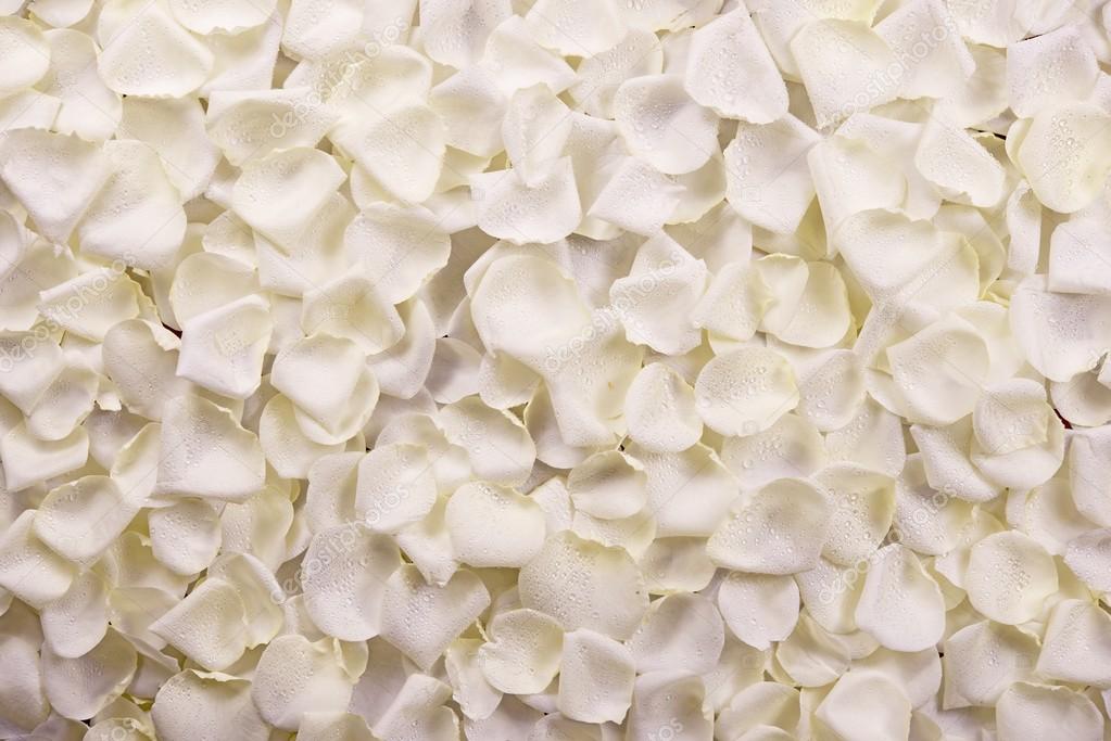 White Rose Petals — Stock Photo © 20393349