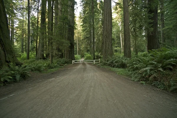 Redwood Forest Road