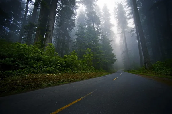 Mystic Forest Road