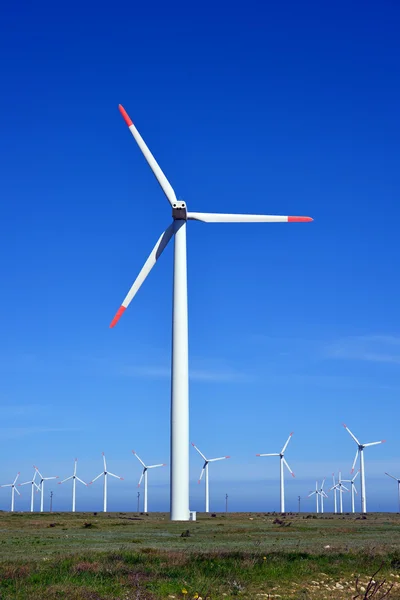 Wind turbines farm - alternative energy source