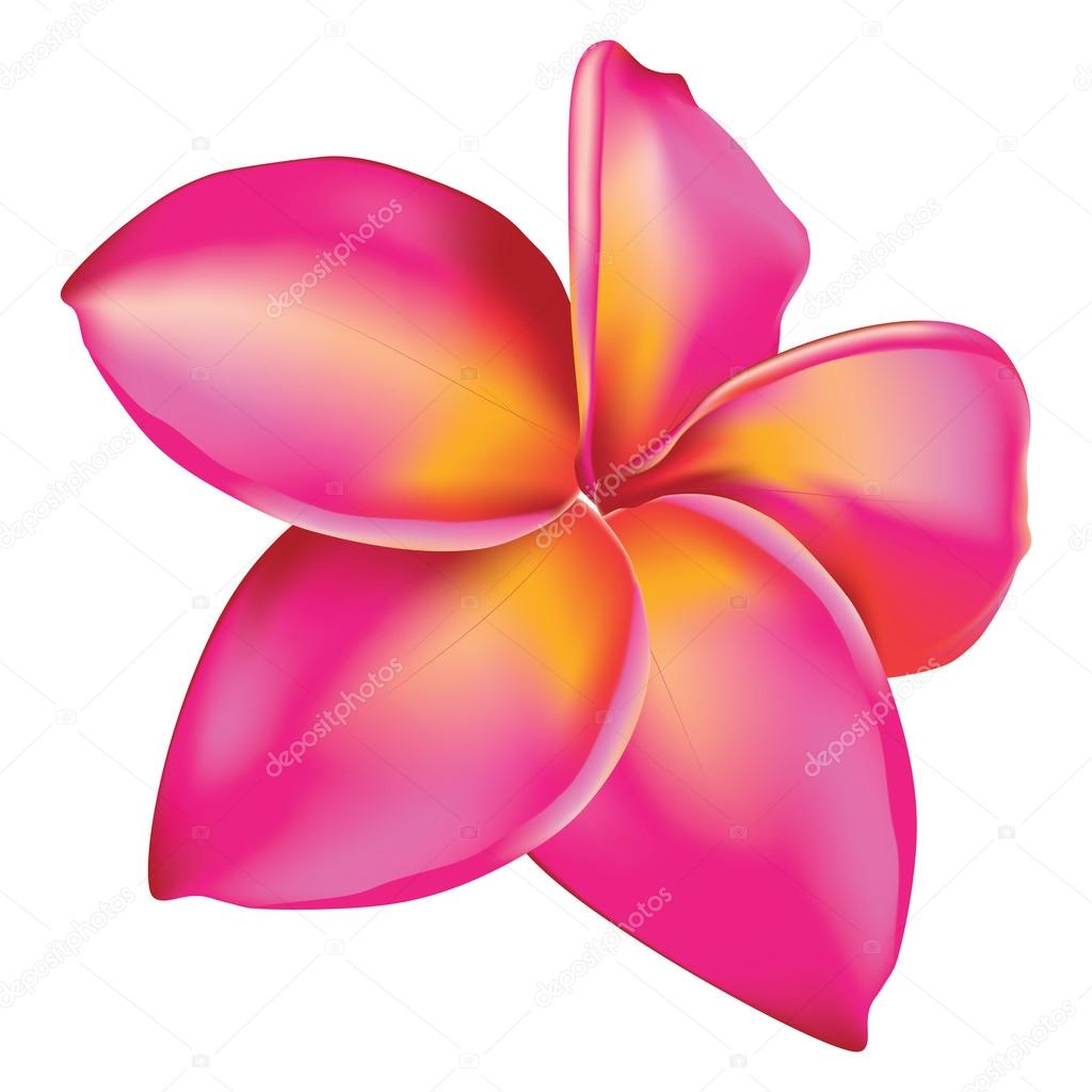 Single Plumeria Vector