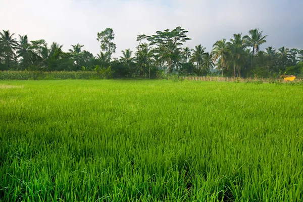 Lush green paddy field in the plains of Jogjakarta, Indonesia.