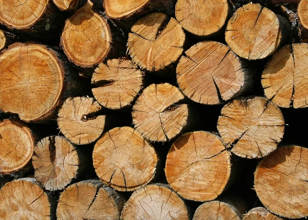 Texture of wooden trunks in the shape of a circle