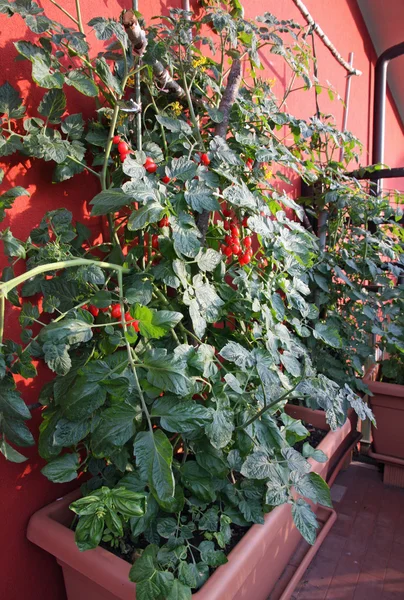 Tomato plants with fruits grown in a pot on the terrace