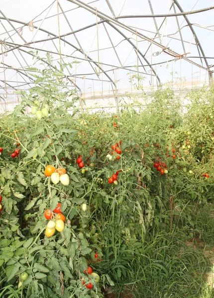 Greenhouse for the intensive cultivation of cluster tomatoes and