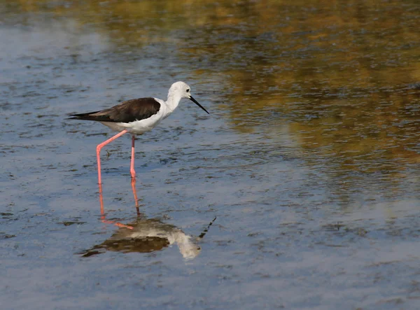 Black-winged stilt bird with long tapered legs walking in the po