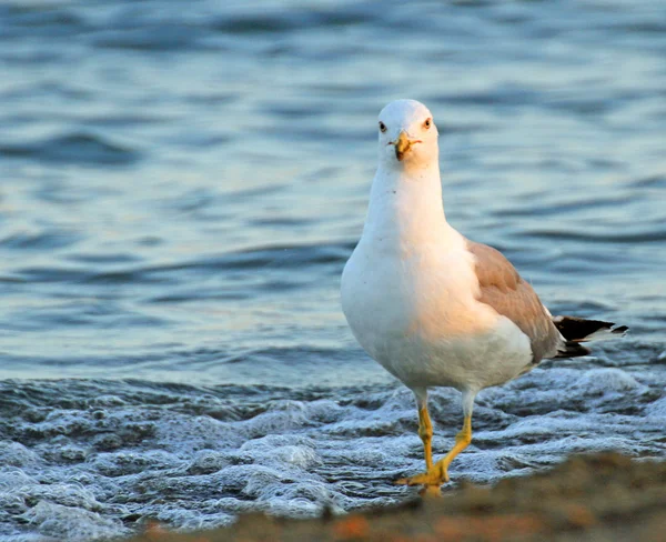 Elegant Seagull on the shore of the beach in search of leftover