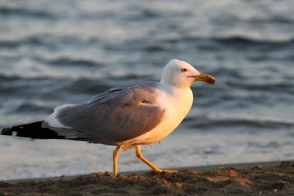 White Seagull on the shore of the beach in search of leftover fo