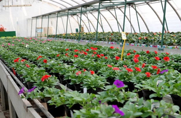 Greenhouse for the cultivation of flowers in a warehouse in the
