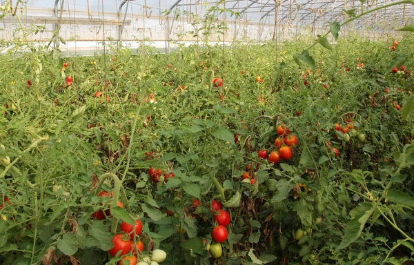 Greenhouse for the cultivation of cluster tomatoes