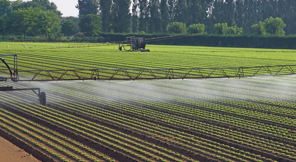 Automatic irrigation system for a field of salad