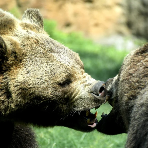 Bears struggle with powerful shots and open jaws bites