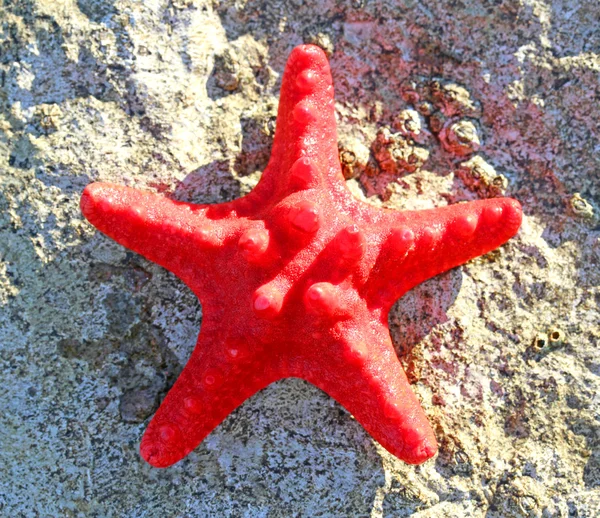 Rare red starfish in the ocean sand