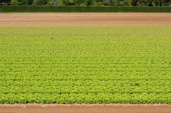 Green Salad grown in field 2