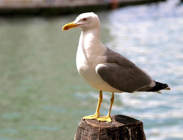 Seagull on the pole to anchor the ship in Venice