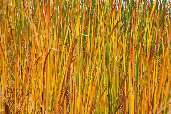 Autumn reeds leafs background