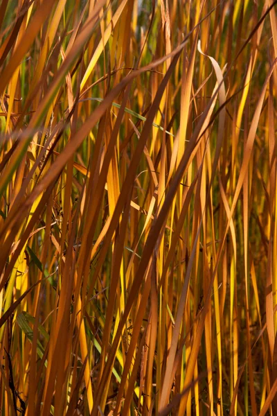 Autumn reeds leafs background