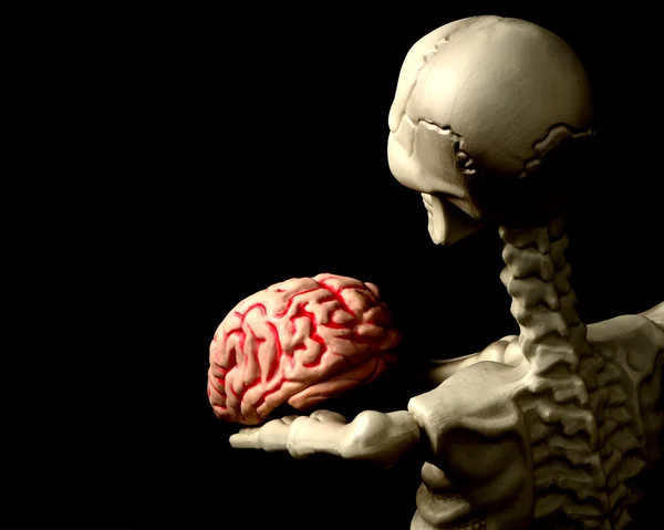 Skeleton holding Brain