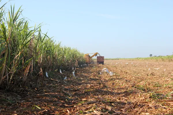 Harvesting of sugar cane