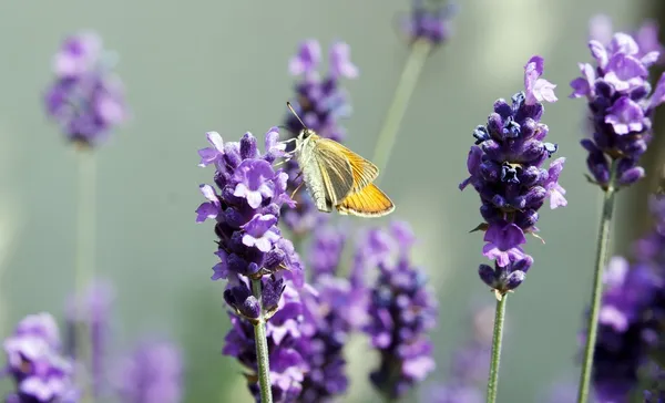 Butterfly: the sylvaine on a flower of lavender (France)