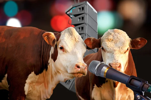 Two cows performing