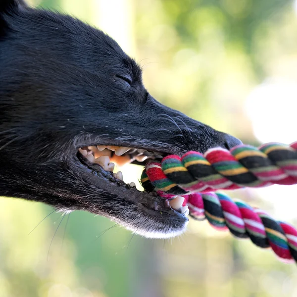 Black dog with rope
