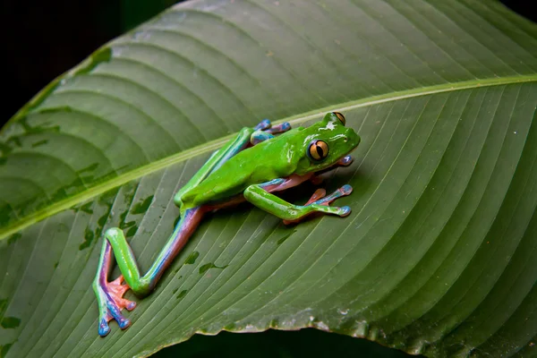 Blue-sided leaf frog-2