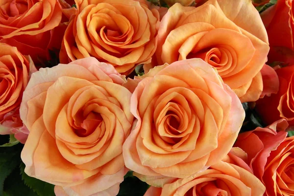 Tea roses close up